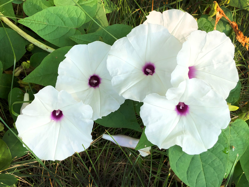 Manroot, which is a plant with large white flowers that have a pinkish-purple center.